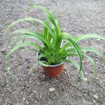 Ľaliovka (Hemerocallis) ´EL DESPERADO´ kont. C1.5L